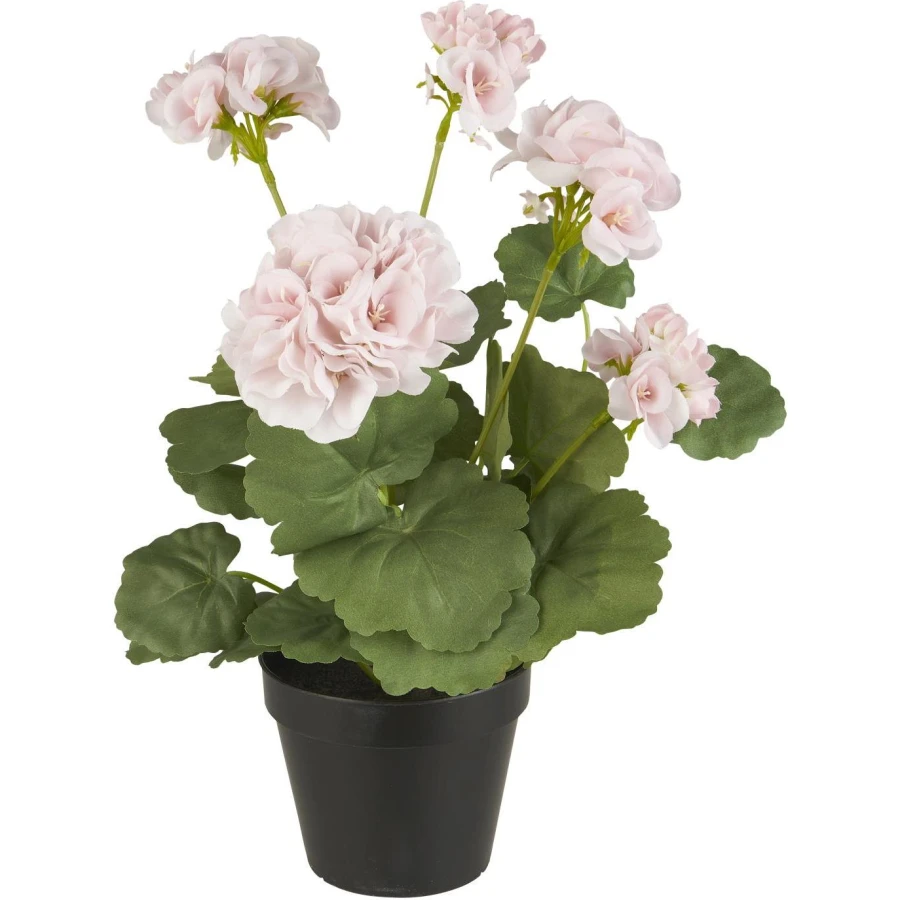 Pelargonia ruukussa vaaleanpunainen, Ib Laursen